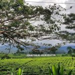 Kebun Teh Liki